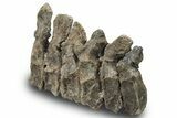 Articulated Hadrosaur (Maiasaura) Caudal Vertebrae - Montana #227424-5